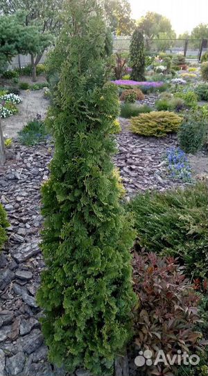 Туя узкая информация в описании