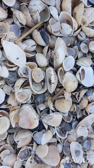 Морские ракушки