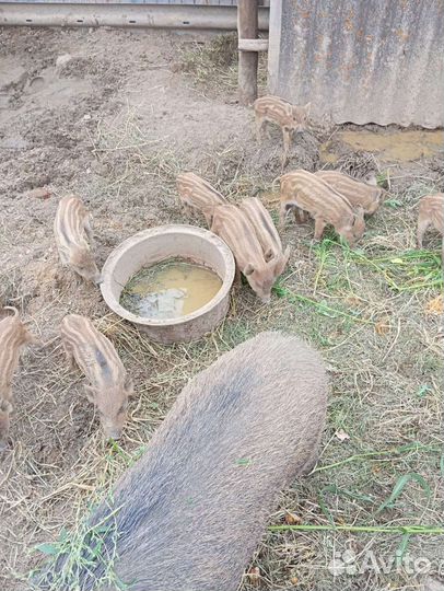 Дикие кабанчики