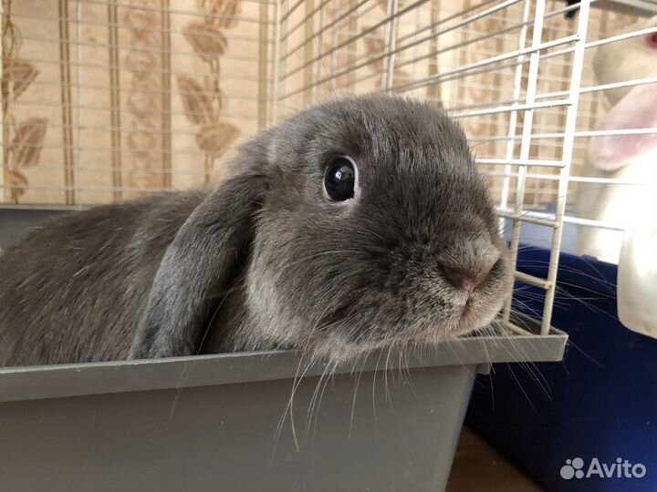 Кролик в добрые руки