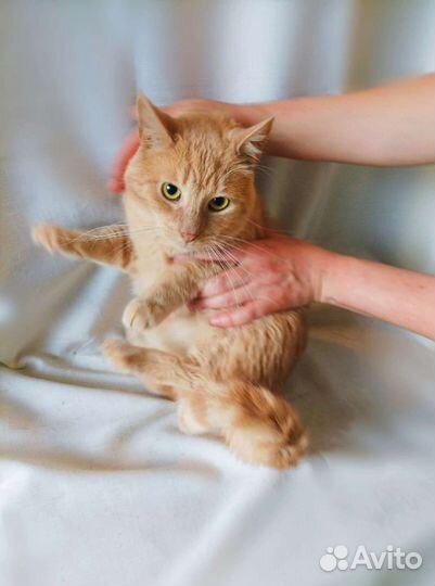 Рыжий котик