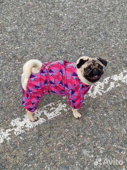 Дождевик для собаки (самки)