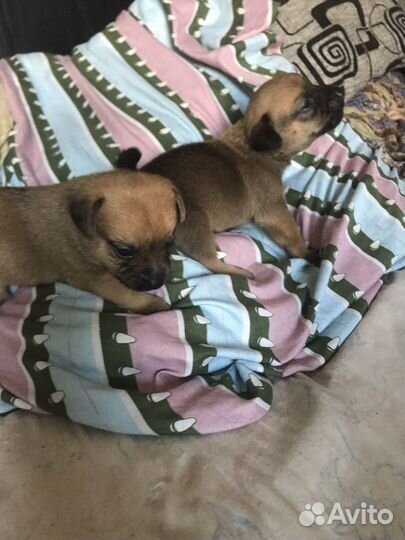 Той-терьер щенки