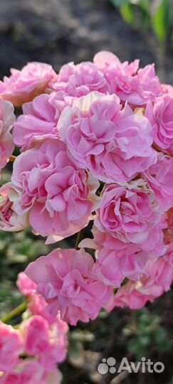 Пеларгония юв Даная