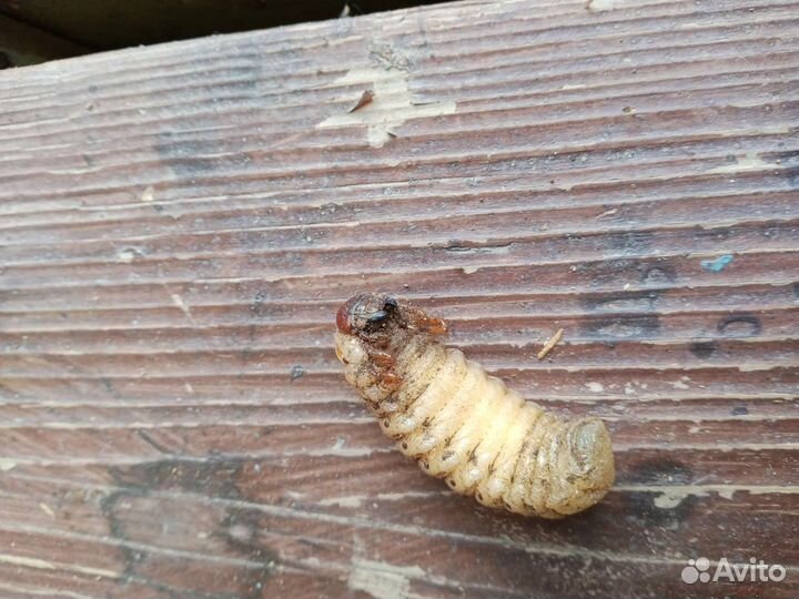 Личинки жука носорога