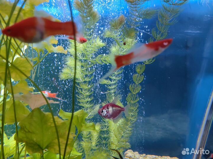 Меченосцы кои