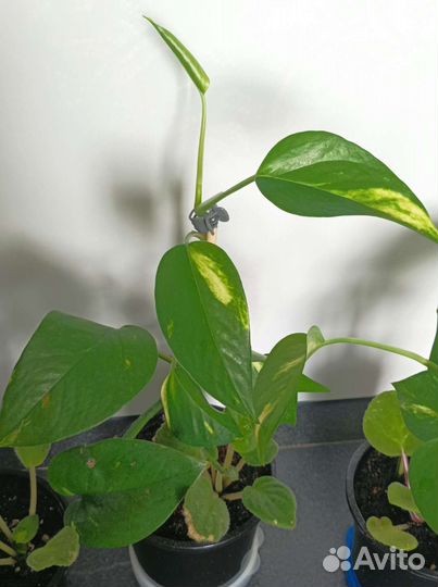 Эпипремнум золотистый