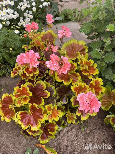 Герань пеларгония