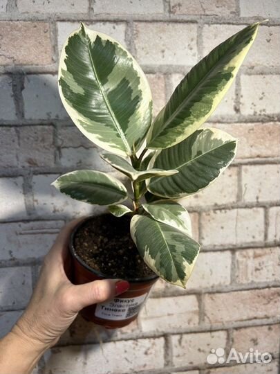 Фикусы разные коллекционные
