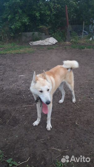 Лайки западносибирские