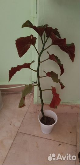 Бегония, спатифиллум и др