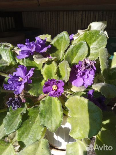 Продам фиалку