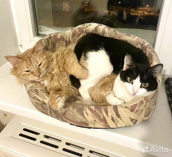 Рыжик и Ласка неразлучные ребята