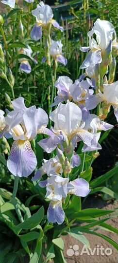 Ирисы