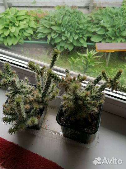 Кактусы