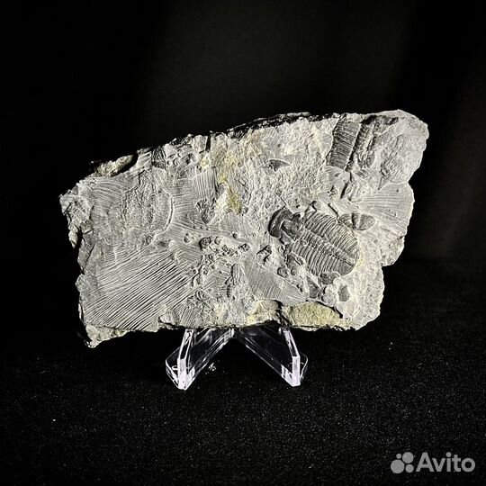 Трилобит окаменелость ископаемое палеонтология