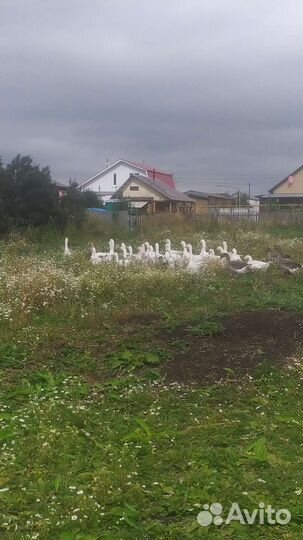 Гуси на племя или на мясо