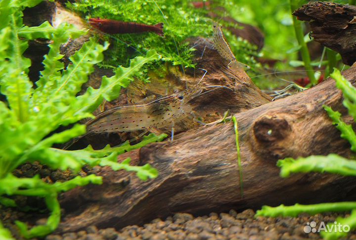 Аквариумные креветки Вишня (Черри) + Амано