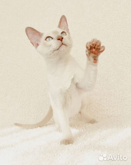 Тонкинез, котята