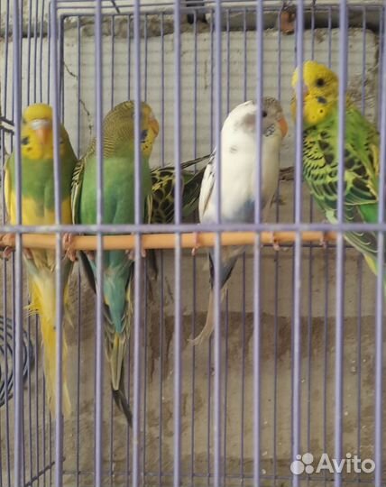 Птенцы волнистый попугай