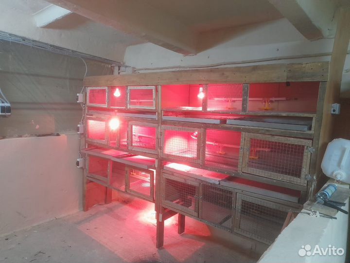 Брудер для цыплят