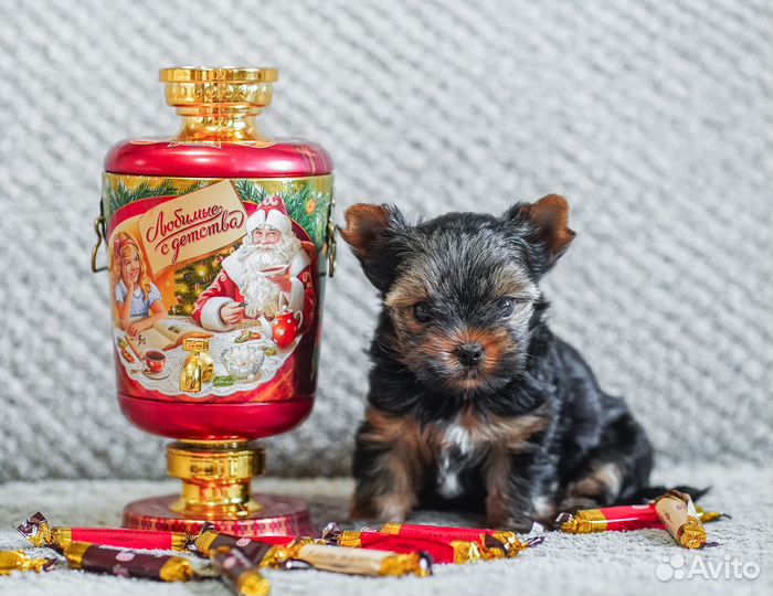 Йоркширский терьер мини щенки