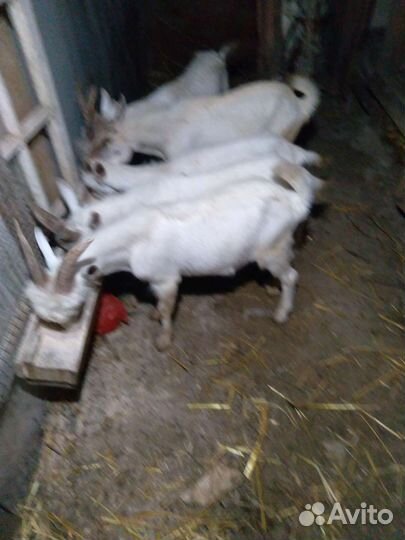 Козел зааненский