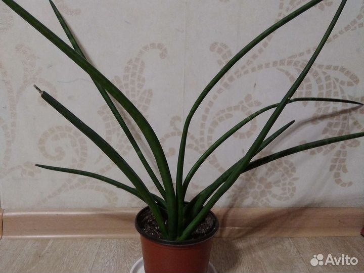Сортовые сансевиерии