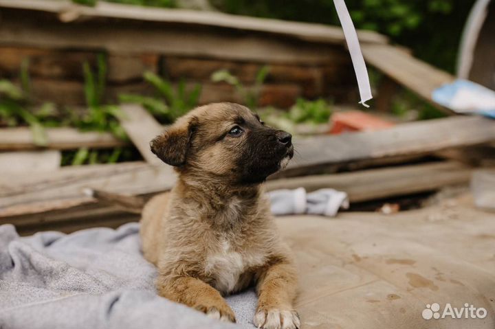 Щенок мальчик
