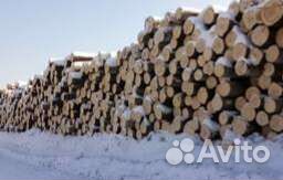 Осина пиловочник