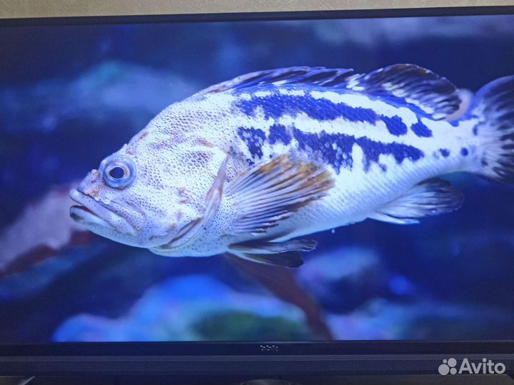 Телевизор BBK 43lex 8161 4K Smart TV
