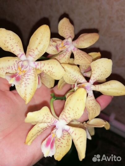 Орхидея Джулия