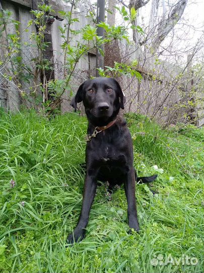 Молодая стерилизованая собака на охрану