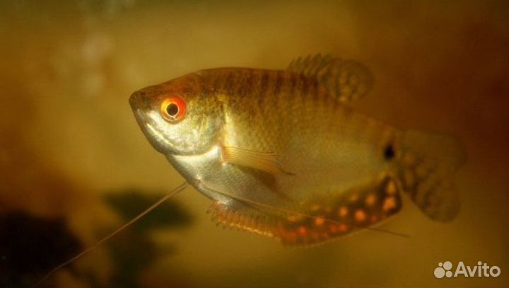 Аквариумные рыбки гурами сомики таракатум