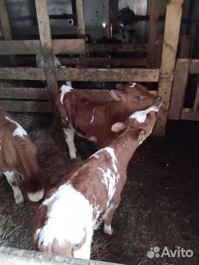 Телята бычки