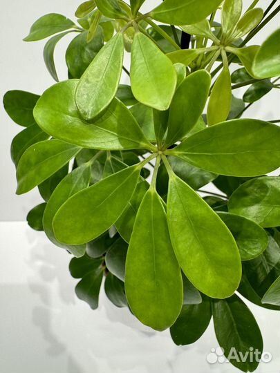 Шеффлера комнатное растение/цветок в кашпо