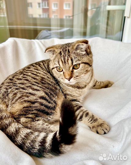 Маленькая полосатая вислоушка Энни в добрые руки