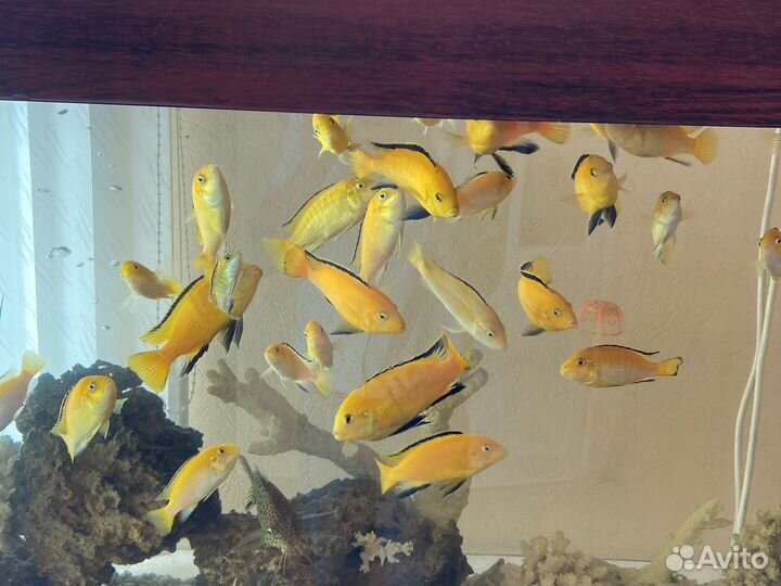 Рыбки для аквариума