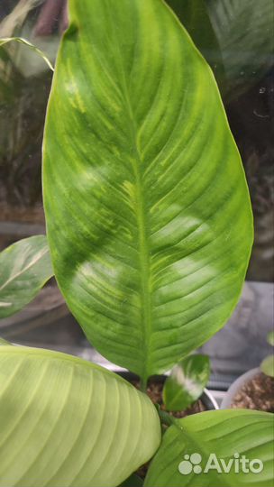 Спатифиллум Tiger