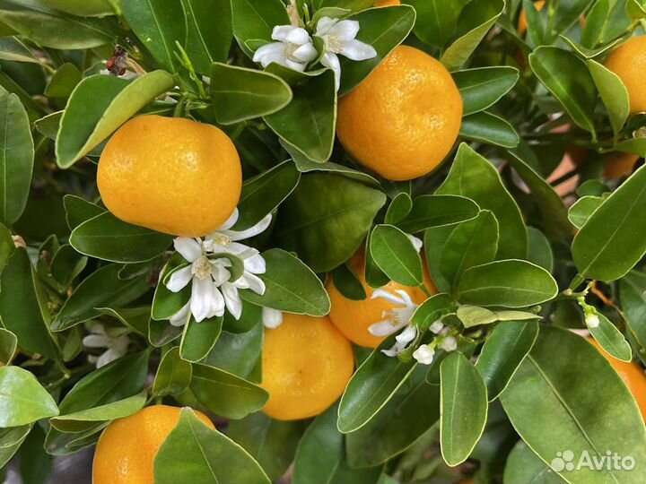 Мандариновое дерево Н120