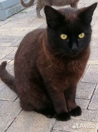 Черный котяра