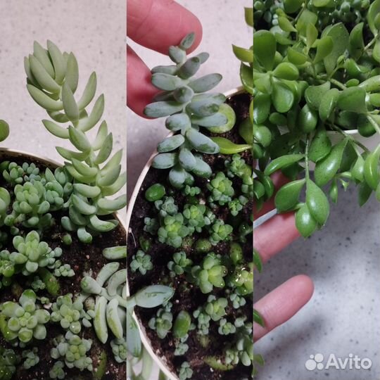 Кактус Секкулянты