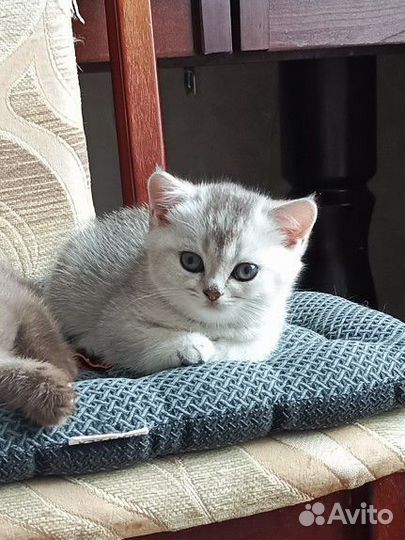 Шотландские прямоухие котята