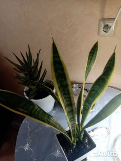 Сансевиерия