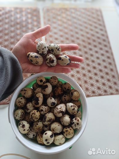 Мясо домашнего бройлера, мясо и яйца перепелок