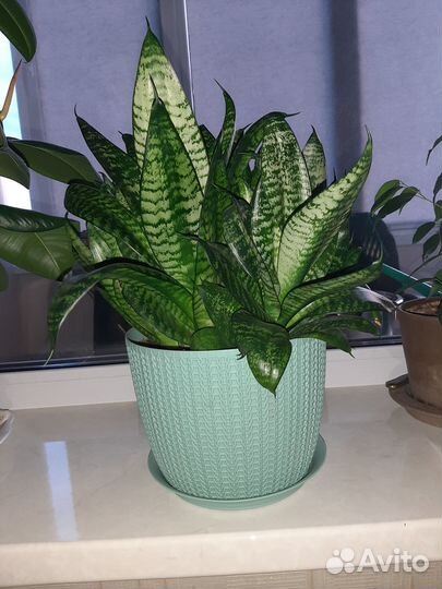 Комнатные цветы