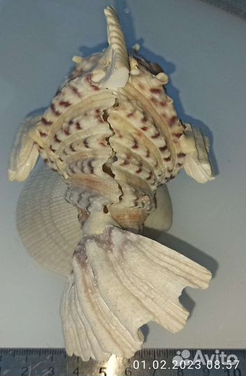 Рыбка из ракушек. Чёрное море