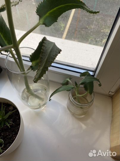 Каланхоэ лечебное