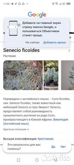 Суккулент Сенецио