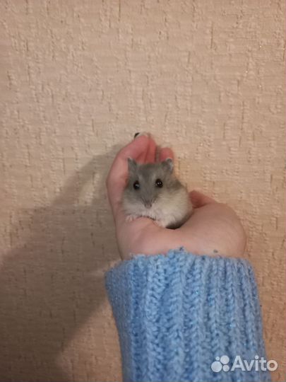 Джунгарский хомяк